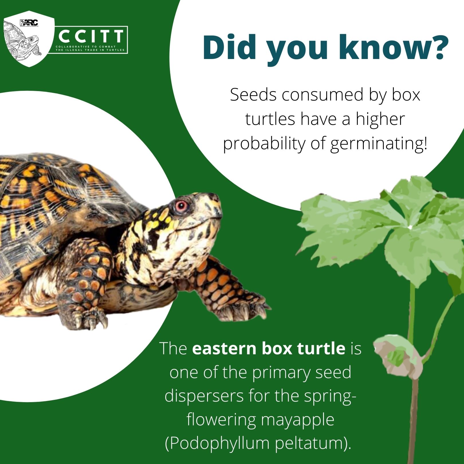 Box Turtle Fact (large).jpg FWS.gov